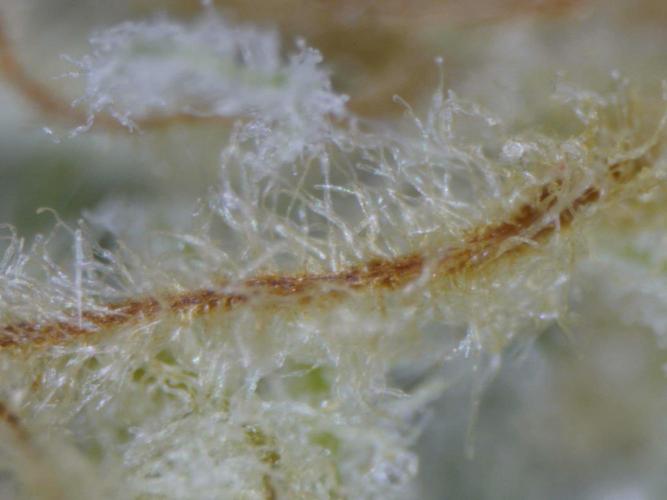 Delicious Seeds - Sunday Punch. Week 11 - pistil