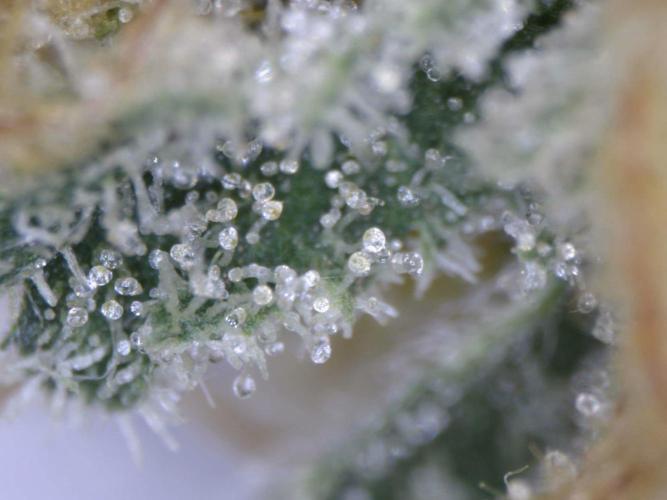 Delicious Seeds - Sunday Punch. Week 11 - trichomes