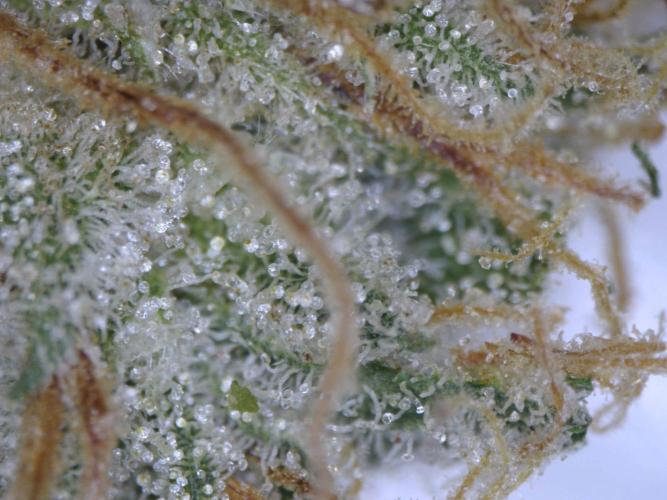 3Gorillas-SuperStrains-DutchFem-BSFSeeds. Week 23 - trichomes