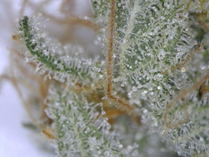 3Gorillas-SuperStrains-DutchFem-BSFSeeds. Week 23 - trichomes