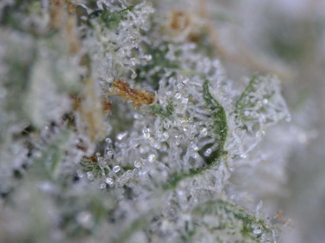 3Gorillas-SuperStrains-DutchFem-BSFSeeds. Week 23 - trichomes