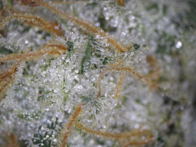 3Gorillas-SuperStrains-DutchFem-BSFSeeds. Week 23 - trichomes