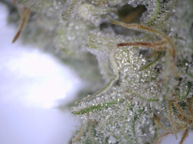 3Gorillas-SuperStrains-DutchFem-BSFSeeds. Week 23 - trichomes