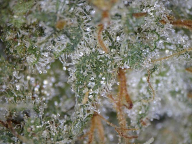 3Gorillas-SuperStrains-DutchFem-BSFSeeds. Week 23 - trichomes