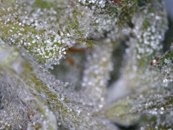 RipperSeeds - Washing Machine. Week 19 - Trichomes