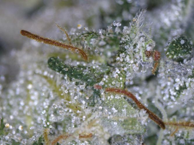 RipperSeeds - Washing Machine. Week 19 - Trichomes