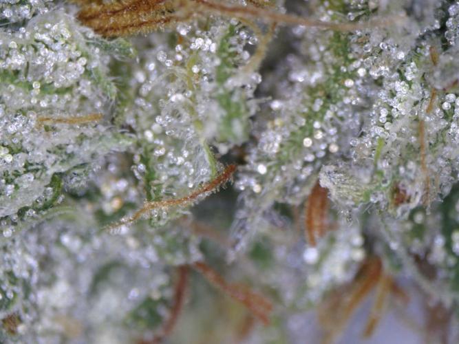 RipperSeeds - Washing Machine. Week 19 - Trichomes