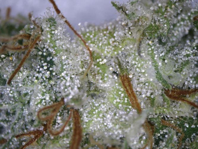 RipperSeeds - Washing Machine. Week 19 - Trichomes 