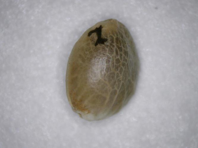 Ripper Seeds - Ripper Haze. Week 0 - Seed
