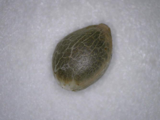 Delicious Seeds - Jägg Kush. Week 0 - Seed