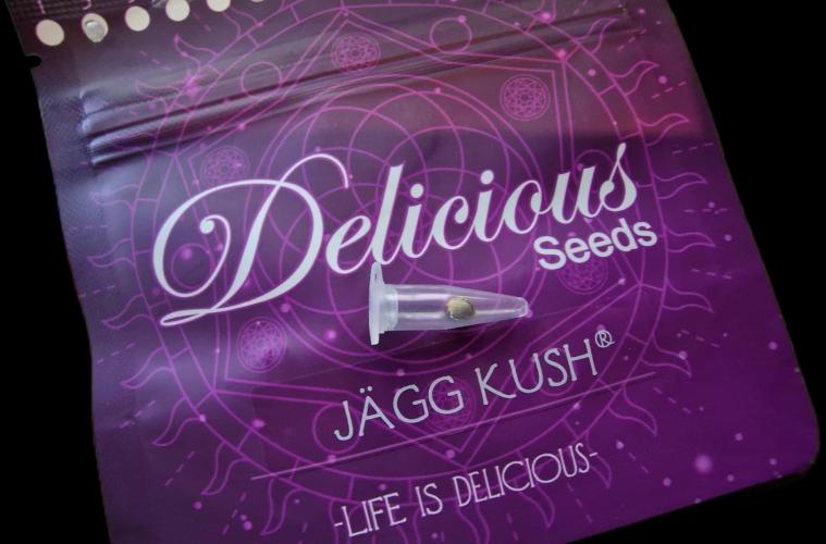 Jägg Kush. Week 0