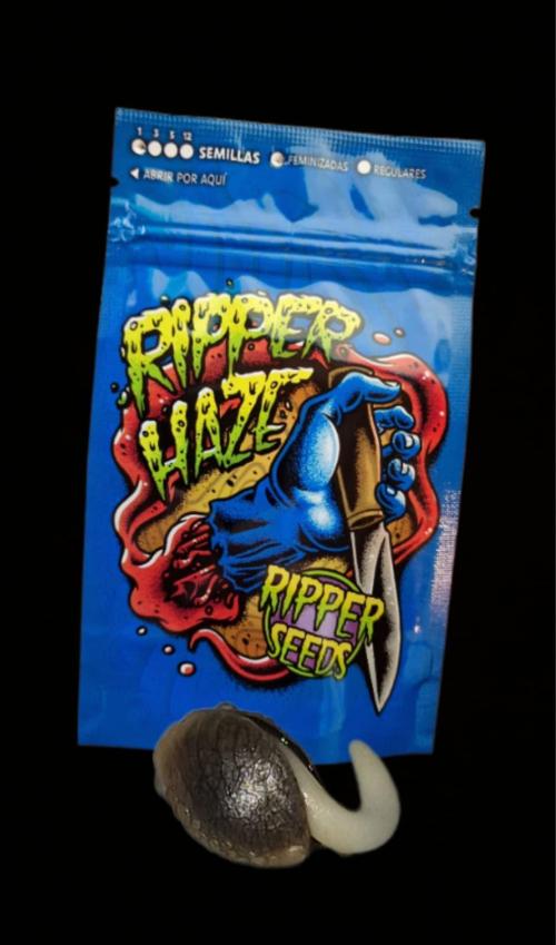 Ripper Haze. Week 0