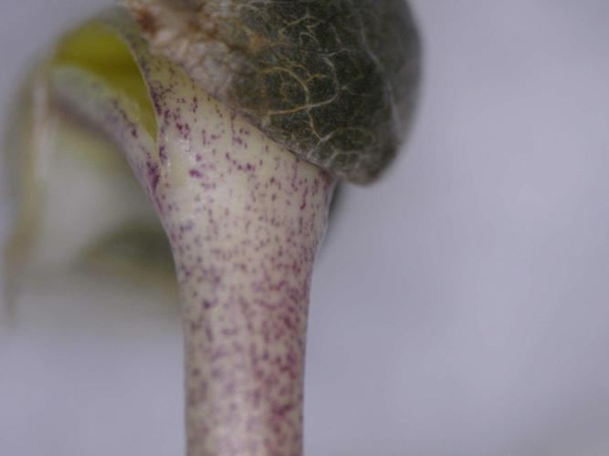 Ripper Seeds - Ripper Haze. Week 0 - Germination