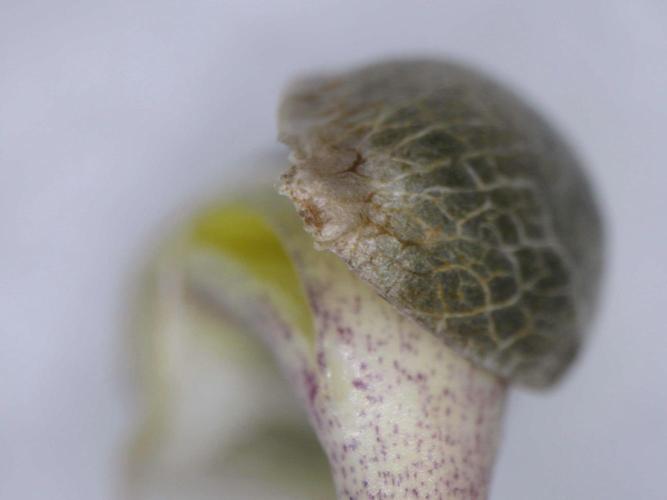 Ripper Seeds - Ripper Haze. Week 0 - Germination