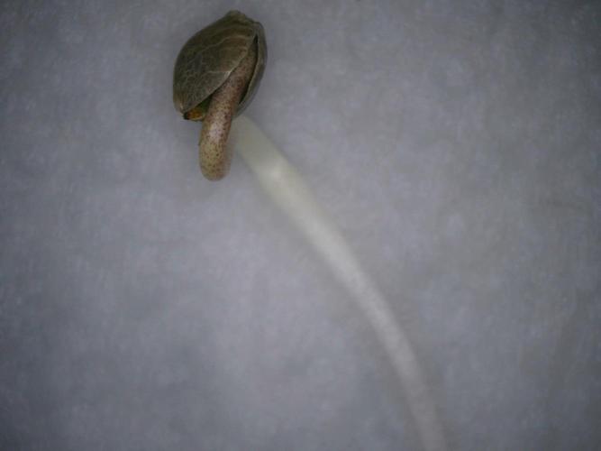 Ripper Seeds - Ripper Haze. Week 0 - Germination
