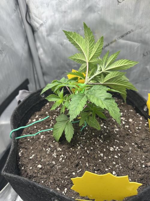 Grow #4 - Blueberry. Week 4 - 11/3/25