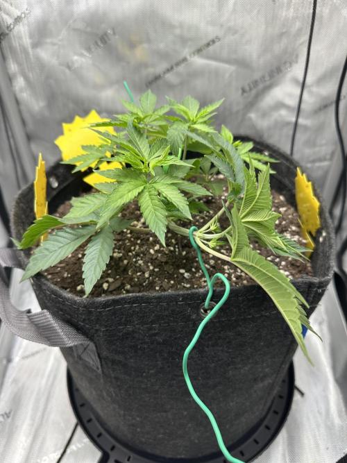 Grow #4 - Blueberry. Week 4 - 11/7/25