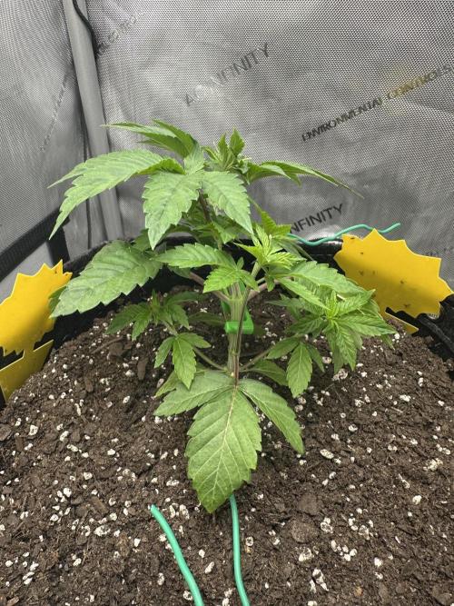 Grow #4 - Blueberry. Week 4 - 11/4/25