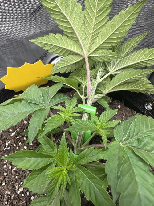 Grow #4 - Blueberry. Week 4 - 11/3/25