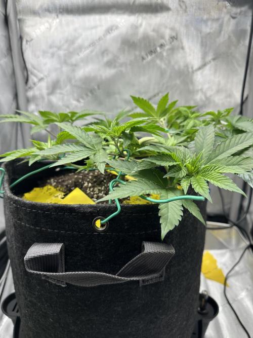 Grow #4 - Blueberry. Week 5 - 11/14/25