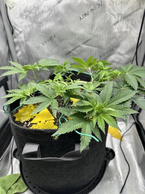 Grow #4 - Blueberry. Week 5 - 11/14/25