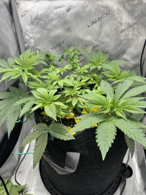 Grow #4 - Blueberry. Week 6 - 11/19/25