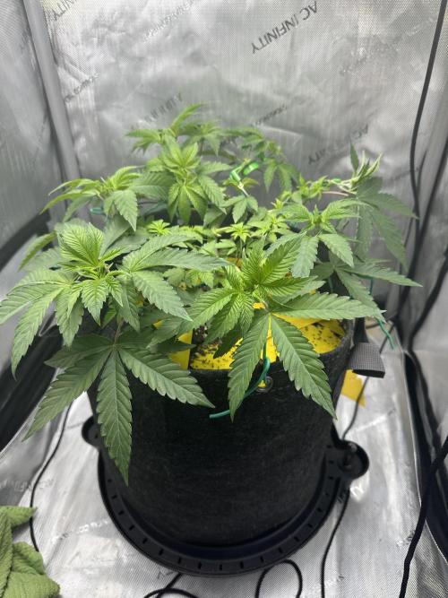 Grow #4 - Blueberry. Week 6 - 11/17/25