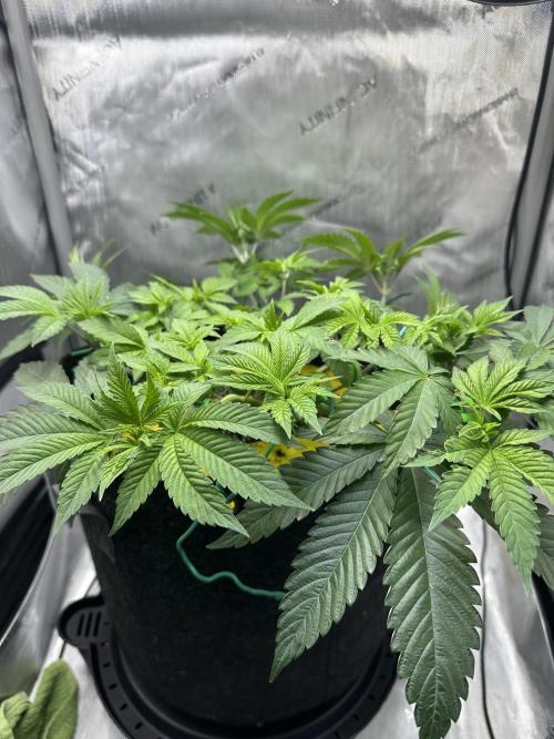 Grow #4 - Blueberry. Week 6 - 11/21/25