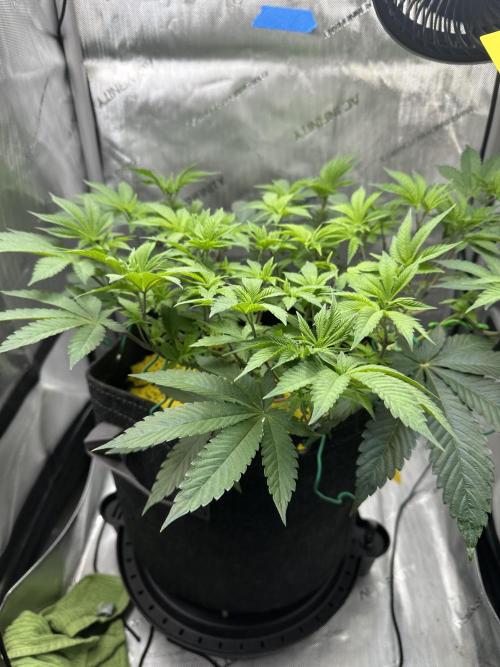 Grow #4 - Blueberry. Week 7 - 11/25/25