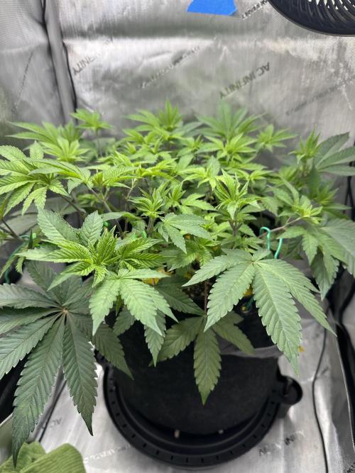 Grow #4 - Blueberry. Week 7 - 11/27/25