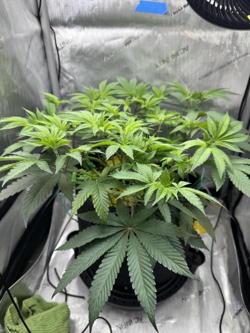 Grow #4 - Blueberry. Week 7 - 11/26/25