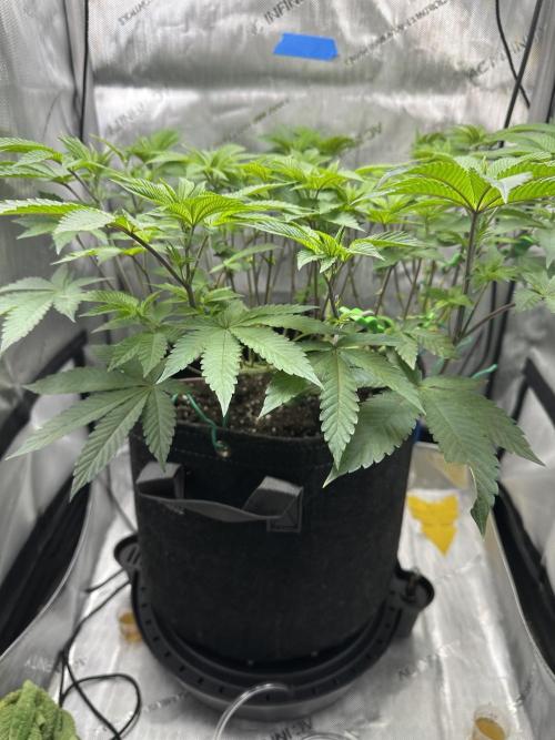 Grow #4 - Blueberry. Week 8 - 12/5/25