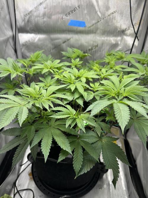 Grow #4 - Blueberry. Week 8 - 12/5/25