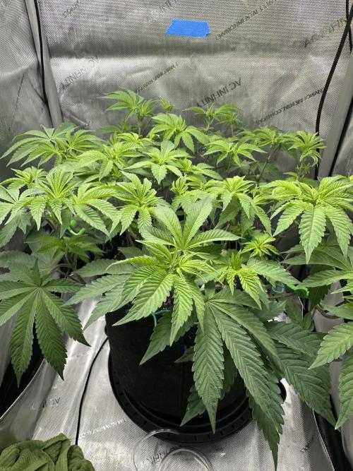 Grow #4 - Blueberry. Week 8 - 12/4/25