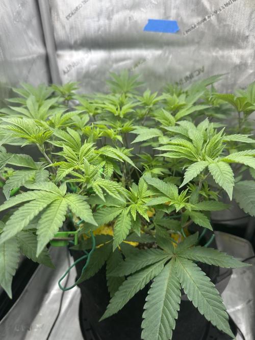 Grow #4 - Blueberry. Week 8 - 12/2/25