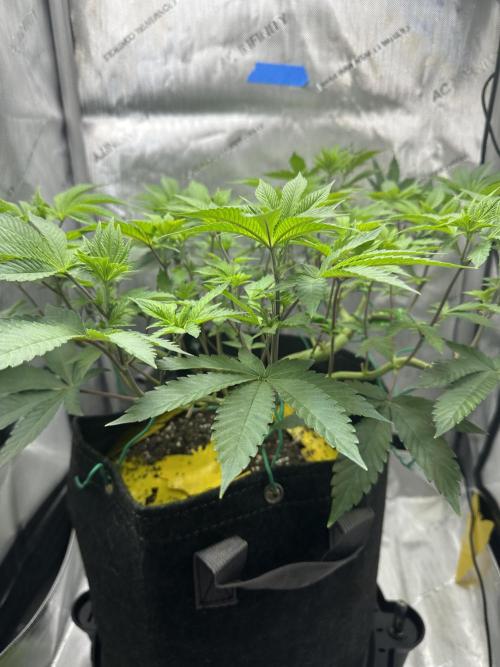 Grow #4 - Blueberry. Week 8 - 12/1/25