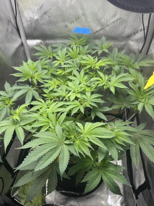 Grow #4 - Blueberry. Week 9 - 12/12/25