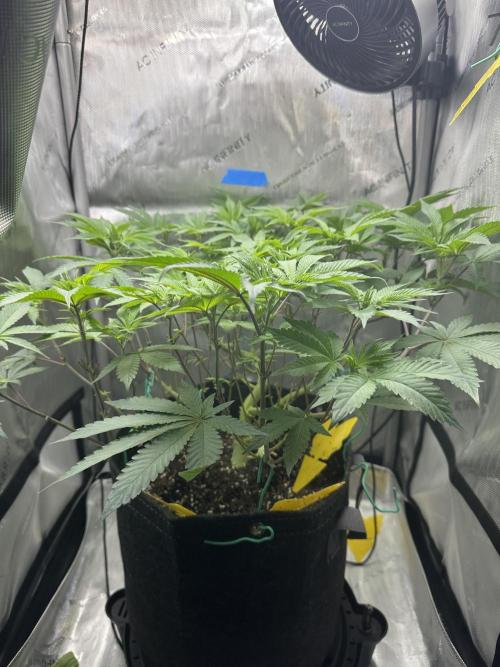 Grow #4 - Blueberry. Week 9 - 12/12/25