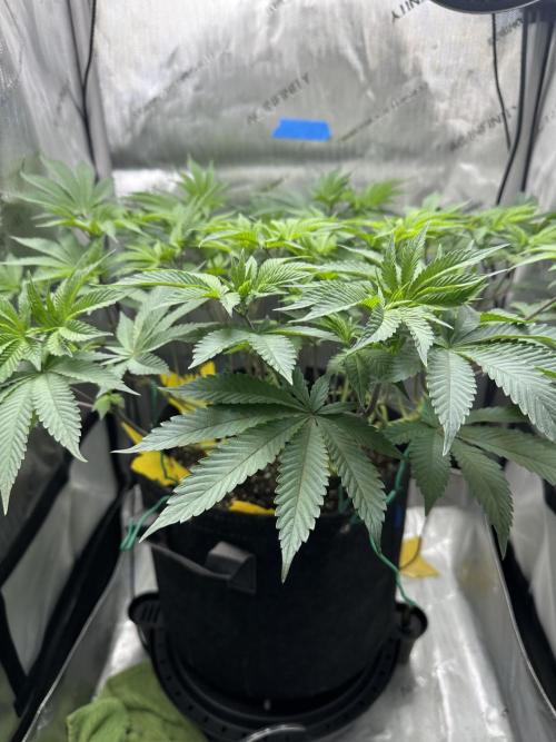 Grow #4 - Blueberry. Week 9 - 12/11/25