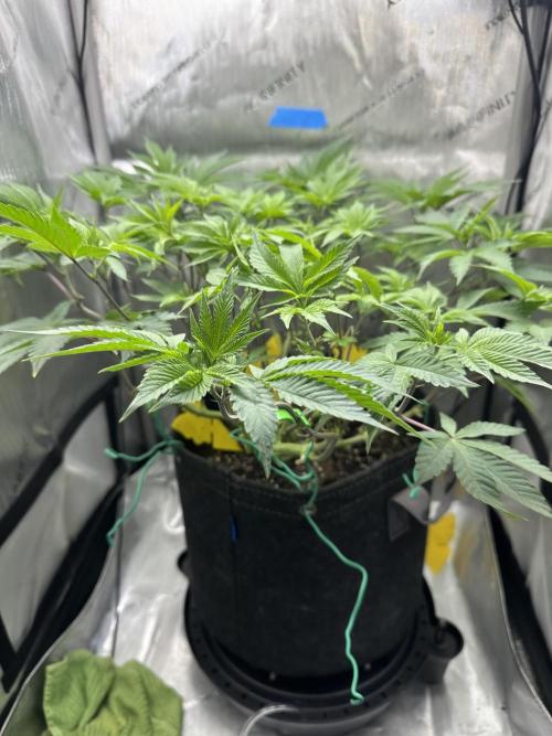 Grow #4 - Blueberry. Week 9 - 12/10/25