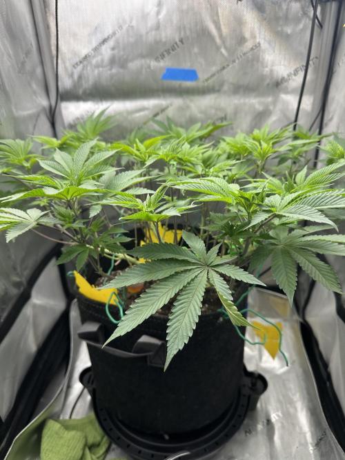 Grow #4 - Blueberry. Week 9 - 12/8/25