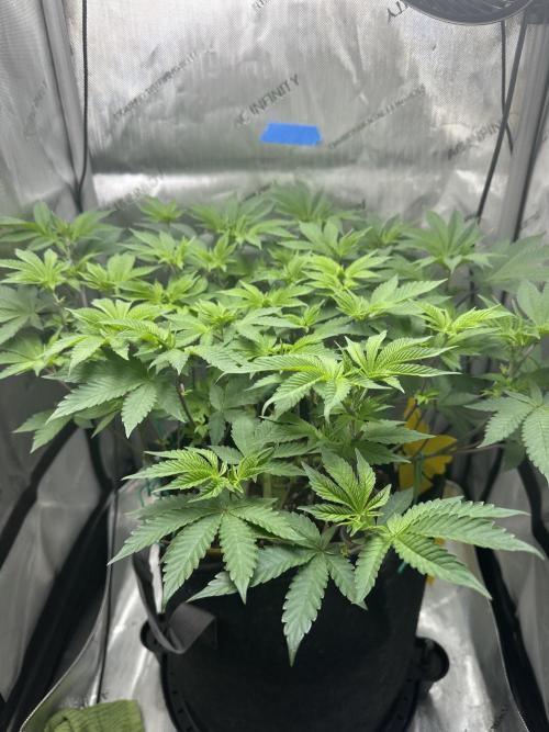 Grow #4 - Blueberry. Week 9 - 12/7/25