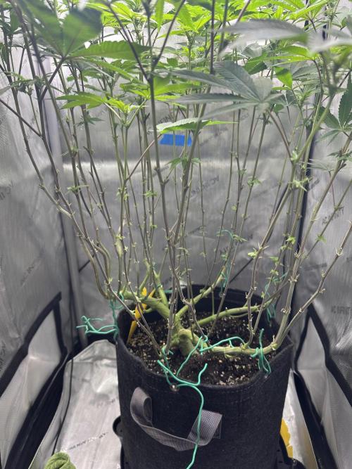 Grow #4 - Blueberry. Week 12 - 1/2/26