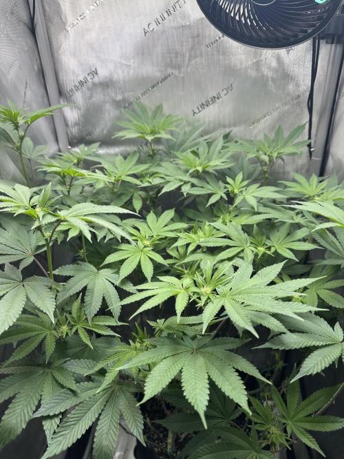 Grow #4 - Blueberry. Week 12 - 1/2/26