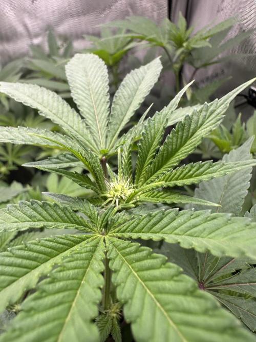 Grow #4 - Blueberry. Week 12 - 1/1/26