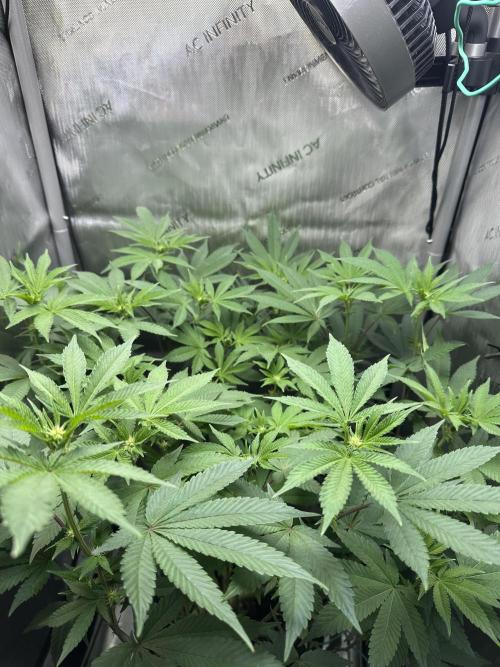 Grow #4 - Blueberry. Week 12 - 1/1/26