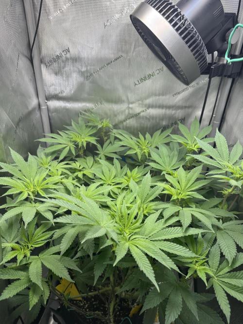 Grow #4 - Blueberry. Week 12 - 12/28/25