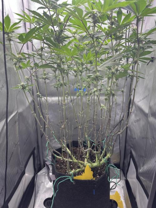 Grow #4 - Blueberry. Week 13 - 1/9/26