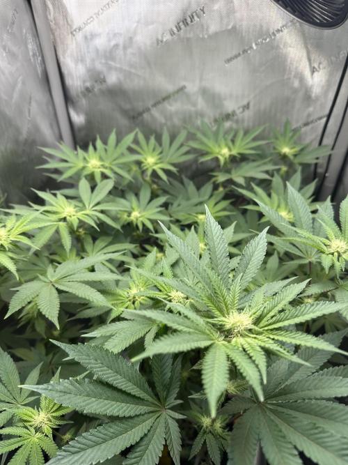 Grow #4 - Blueberry. Week 13 - 1/6/26