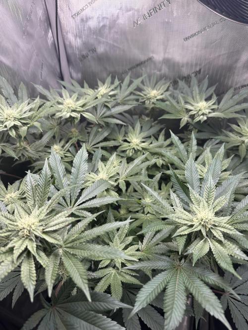 Grow #4 - Blueberry. Week 14 - 1/12/26